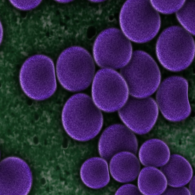 bacteria-108897_640