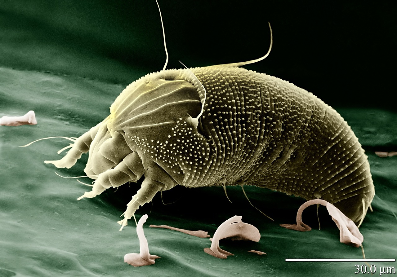 mite-67638_1280